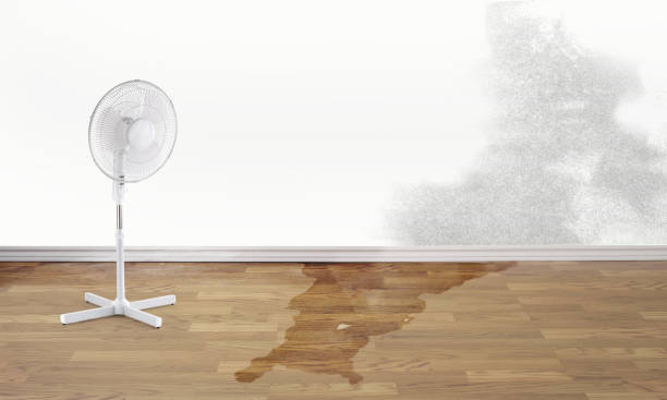 Best Ceiling water damage repair  in Versailles, PA